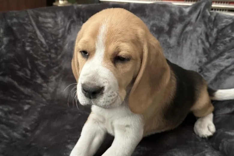Beagle
