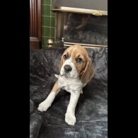 Beagle