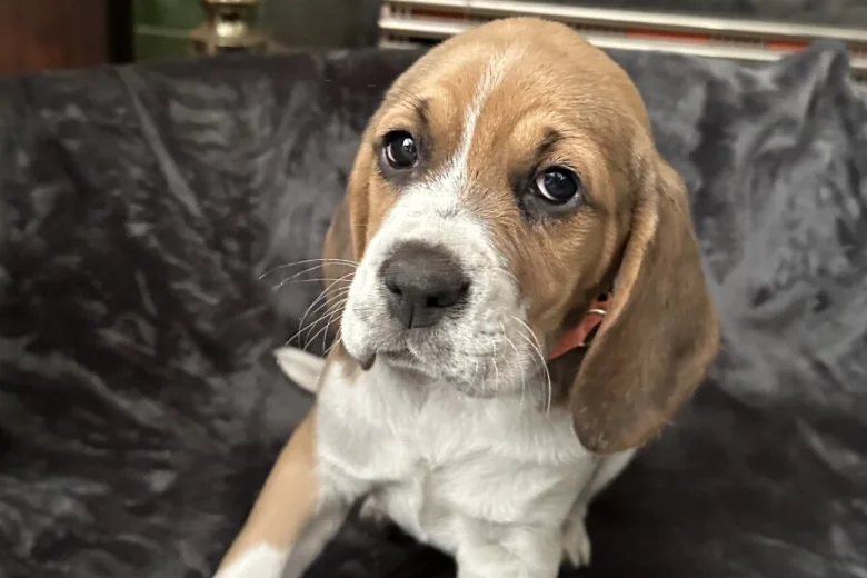 Beagle