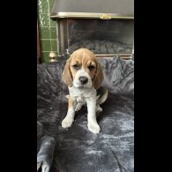 Beagle
