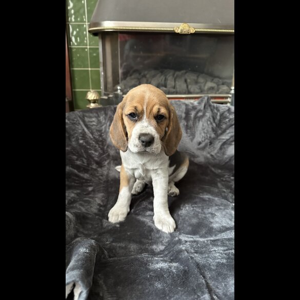 Beagle