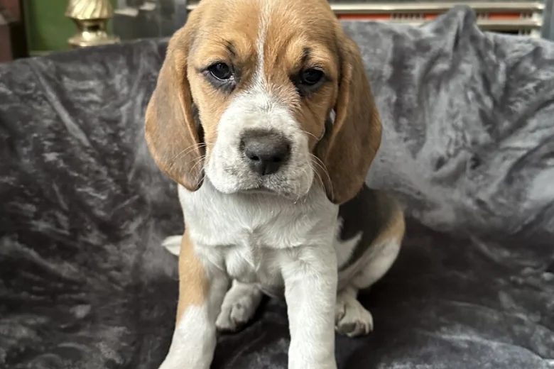 Beagle