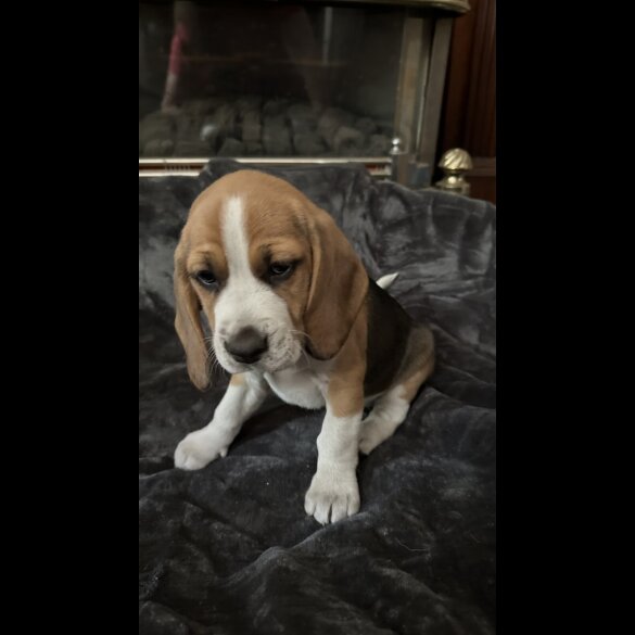 Beagle