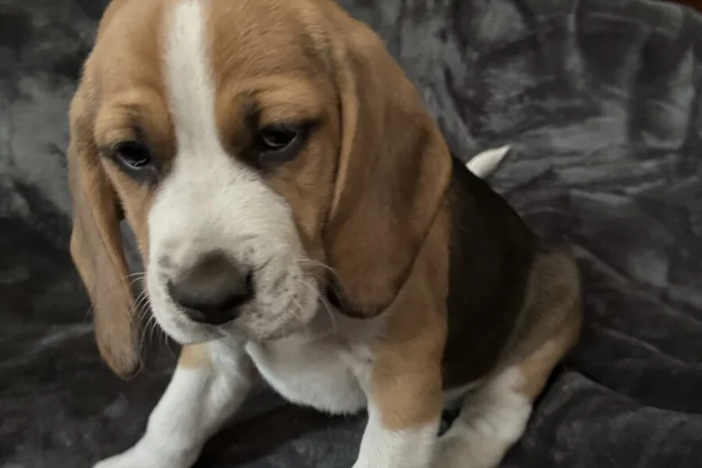 Beagle