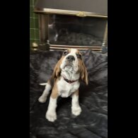 Beagle