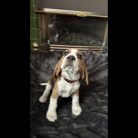 Beagle