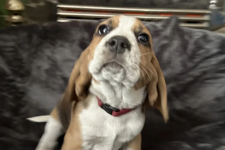Beagle