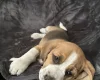 Beagle