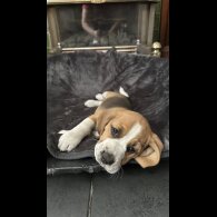 Beagle