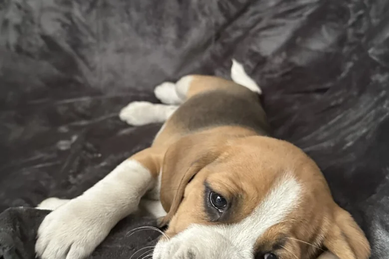 Beagle