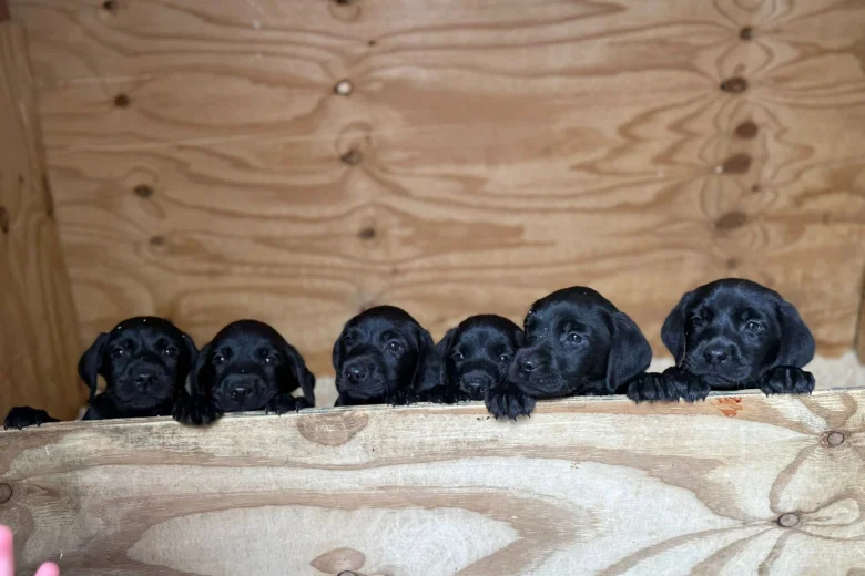Labrador Retriever