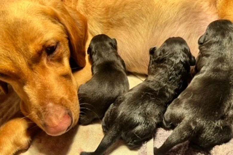 Labrador Retriever