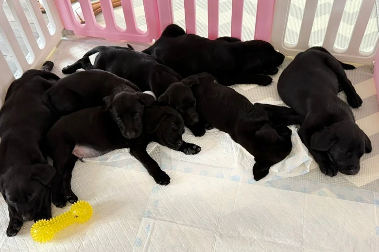 Labrador Retriever