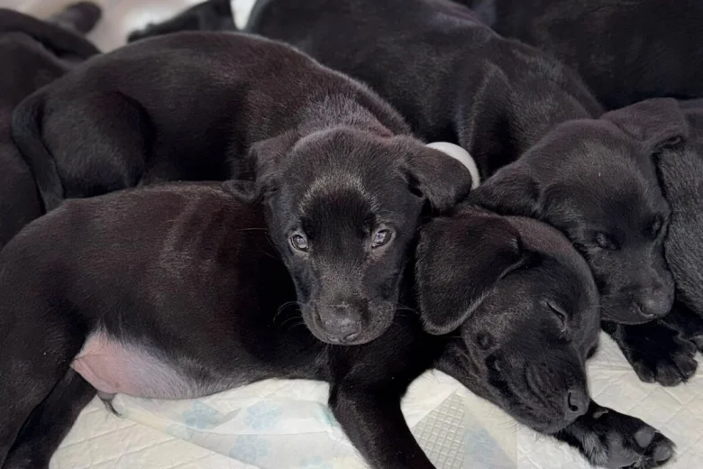 Labrador Retriever