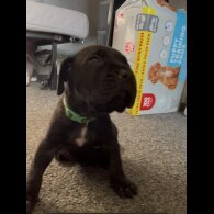 Cane Corso