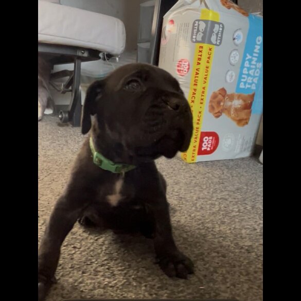 Cane Corso