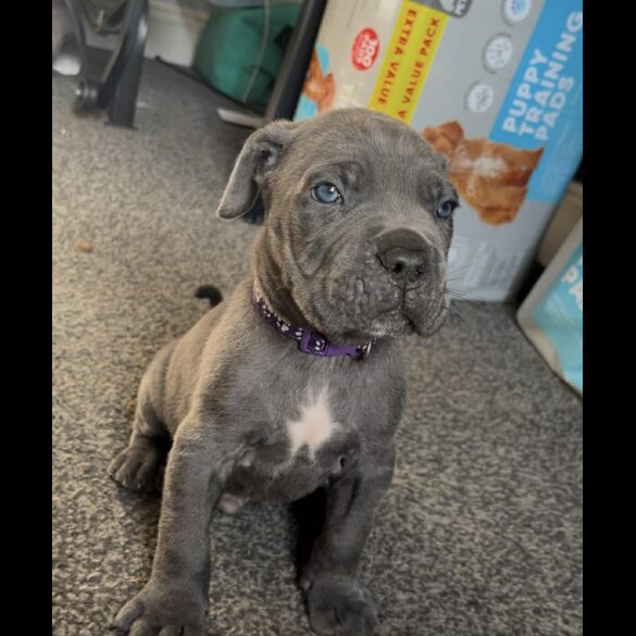 Cane Corso