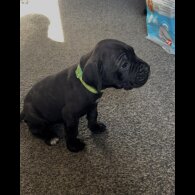 Cane Corso