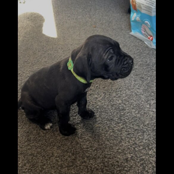 Cane Corso