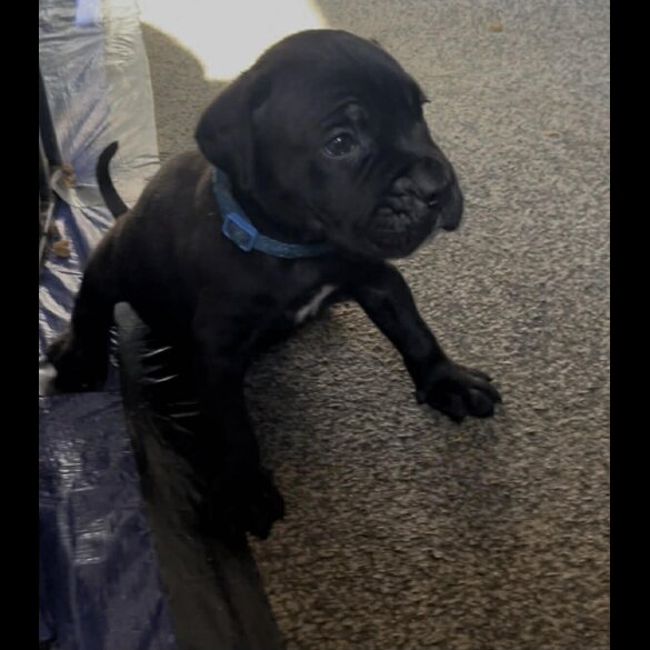 Cane Corso
