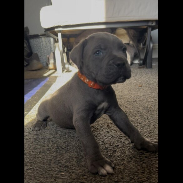 Cane Corso