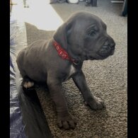 Cane Corso