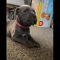 Cane Corso