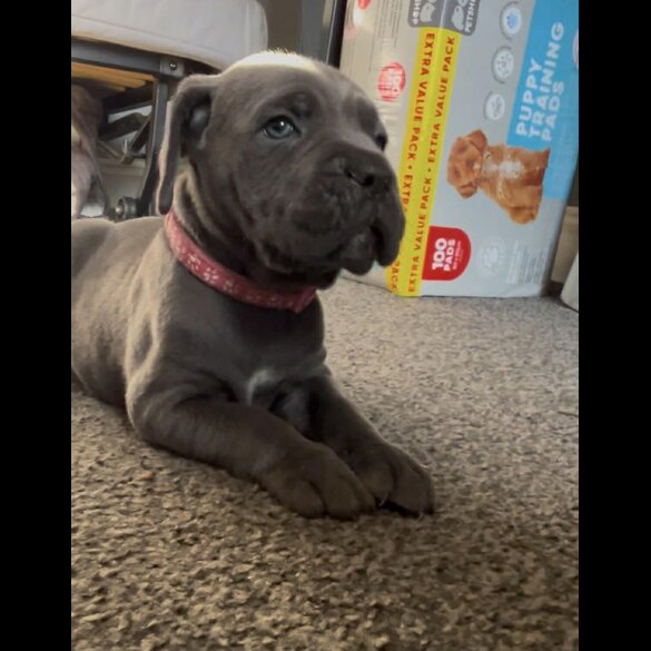 Cane Corso