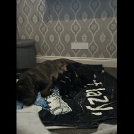 Cane Corso