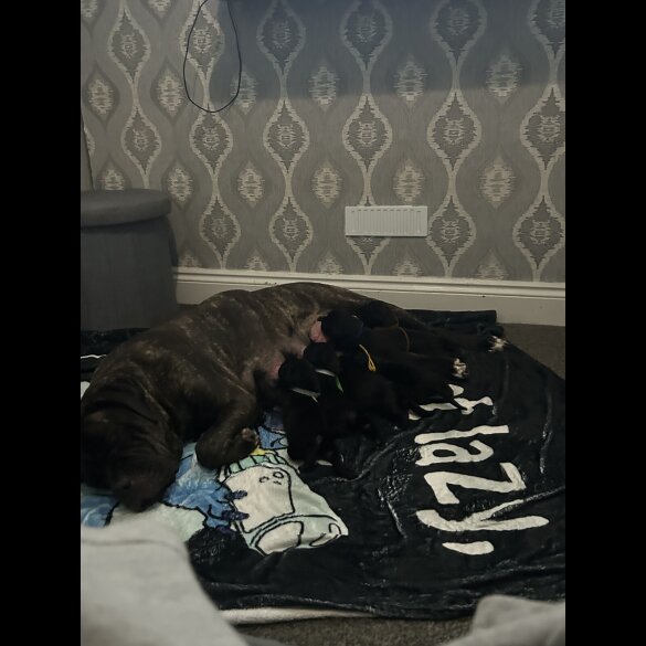 Cane Corso