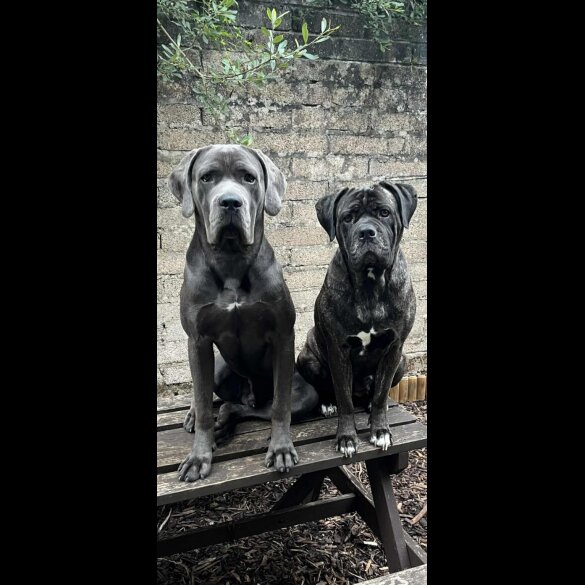 Cane Corso