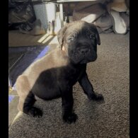 Cane Corso