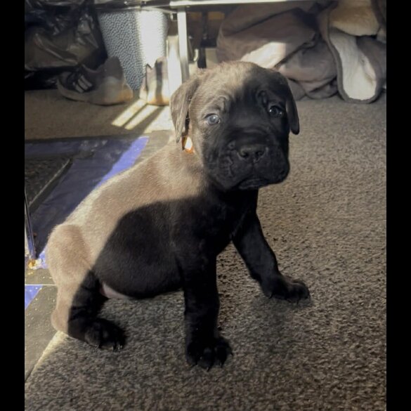 Cane Corso