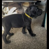 Cane Corso
