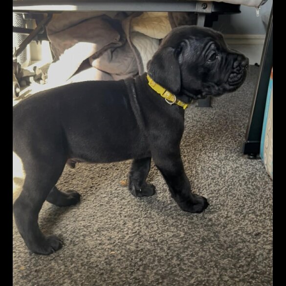 Cane Corso