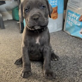 Cane Corso