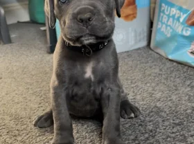 Cane Corso