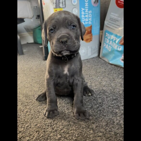 Cane Corso
