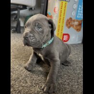 Cane Corso