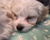 Cavachon