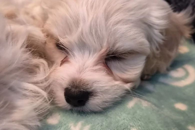 Cavachon