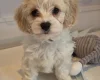 Cavachon