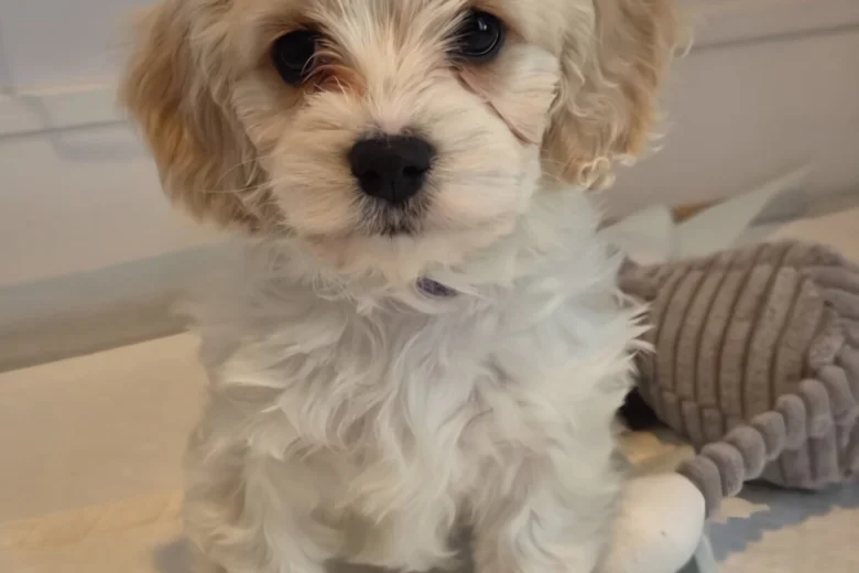 Cavachon