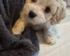 Cavachon