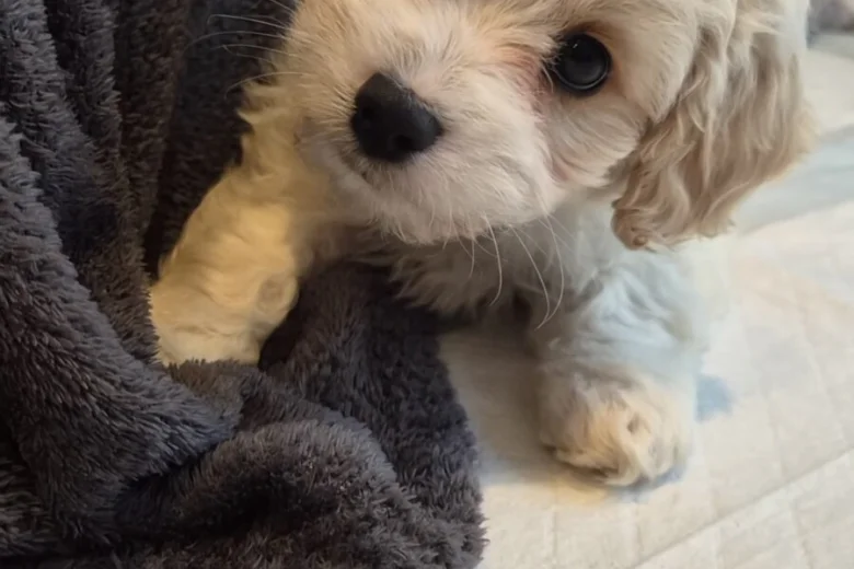 Cavachon