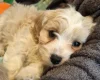 Cavachon