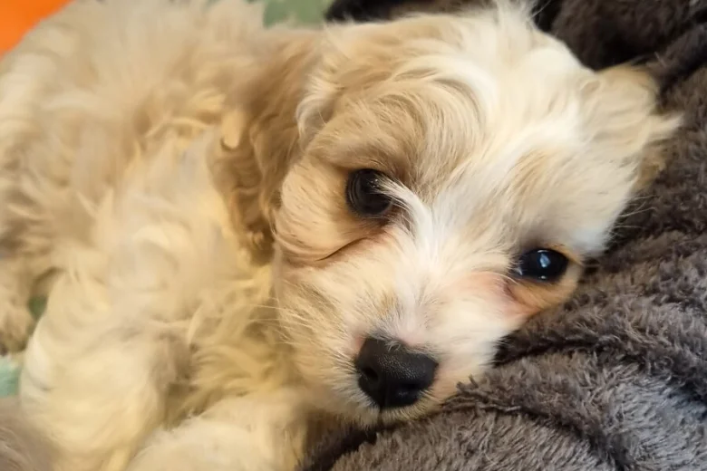 Cavachon