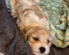 Cavachon