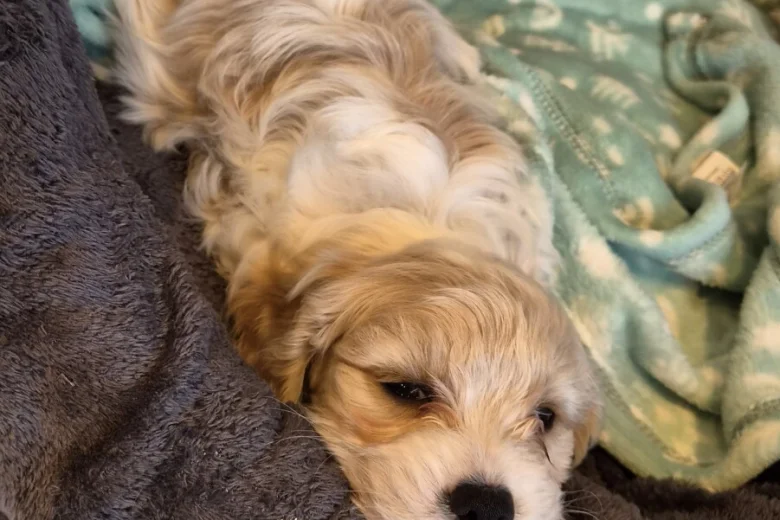 Cavachon
