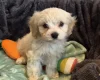 Cavachon